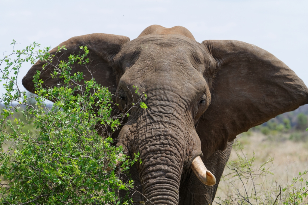 08 - Kruger NP (24).jpg